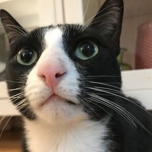 Hi! I'm Kiki and this is my closet ✌︎('ω')✌︎